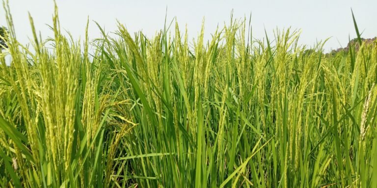 Champ de riz