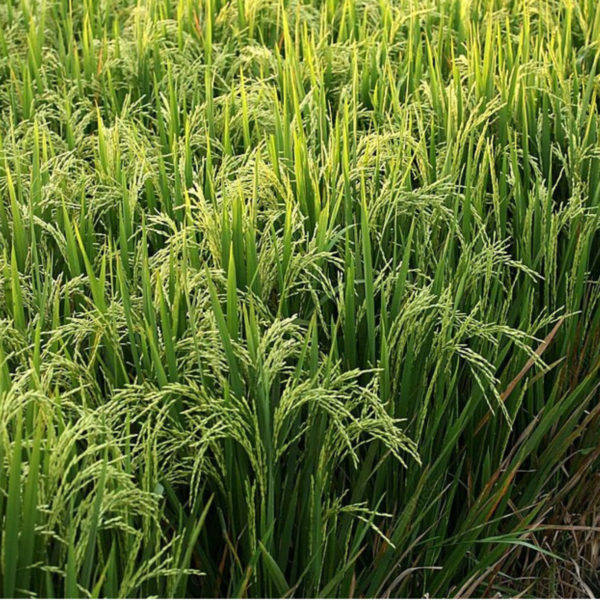 Amélioration de la productivité du riz: Le placement Profond de l’Urée et biochar en expérimentation
