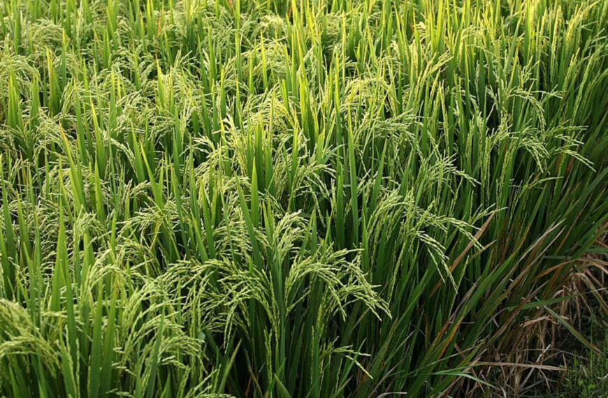 Amélioration de la productivité du riz: Le placement Profond de l’Urée et biochar en expérimentation