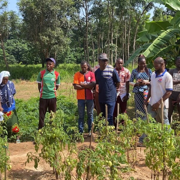 Deux bio-insecticides, une ambition : faire rayonner la filière tomate au Burkina Faso