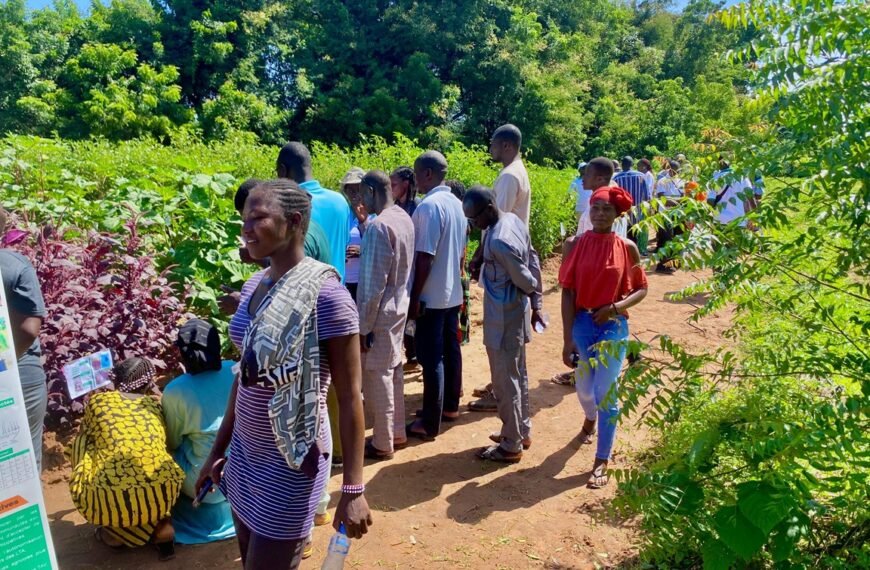 JPO du projet SafeVeg au Burkina : des légumes sains, des idées fertiles pour les producteurs